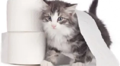 Сечова система